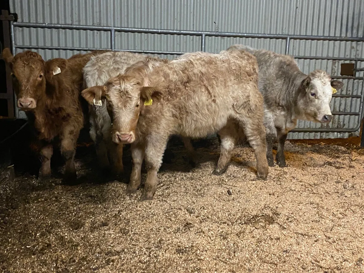 4  Super Weanling Heifers - Image 2