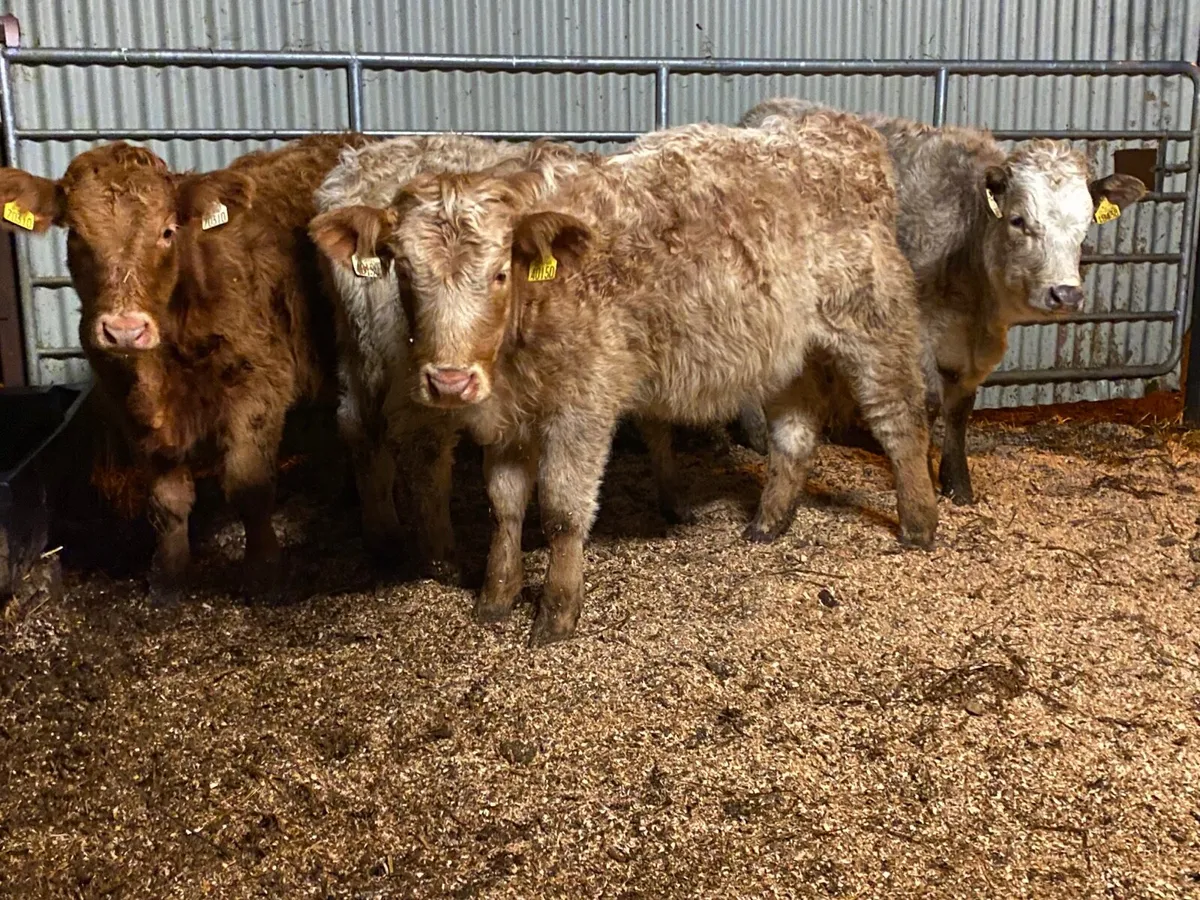 4  Super Weanling Heifers - Image 3