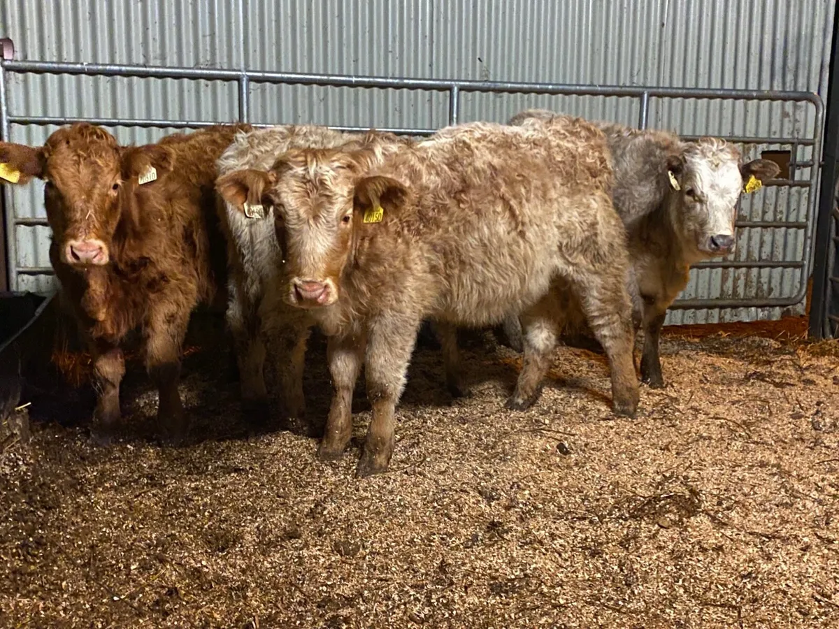 4  Super Weanling Heifers - Image 4