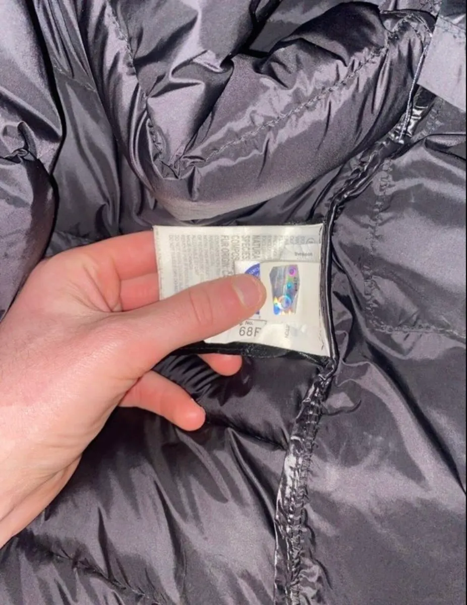 Canada goose - Image 2