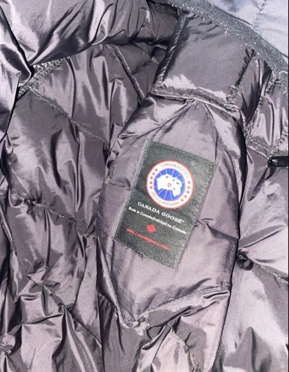 Canada goose - Image 3