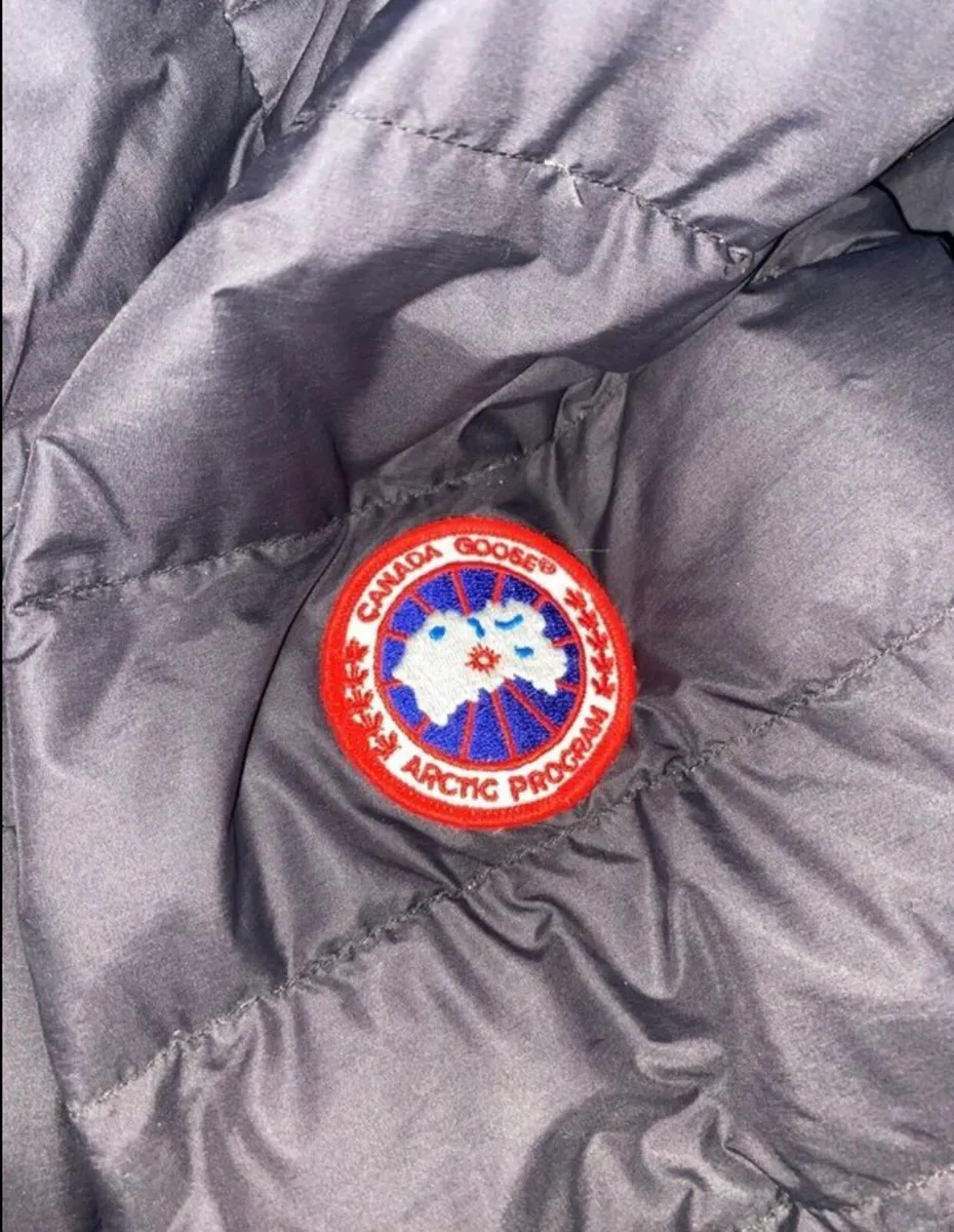Canada goose - Image 4