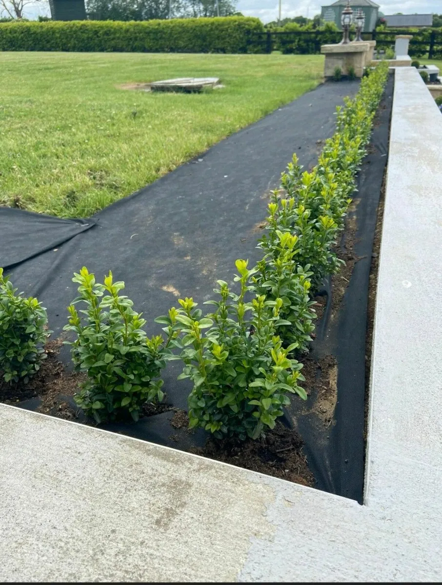 Box Hedging - Image 3