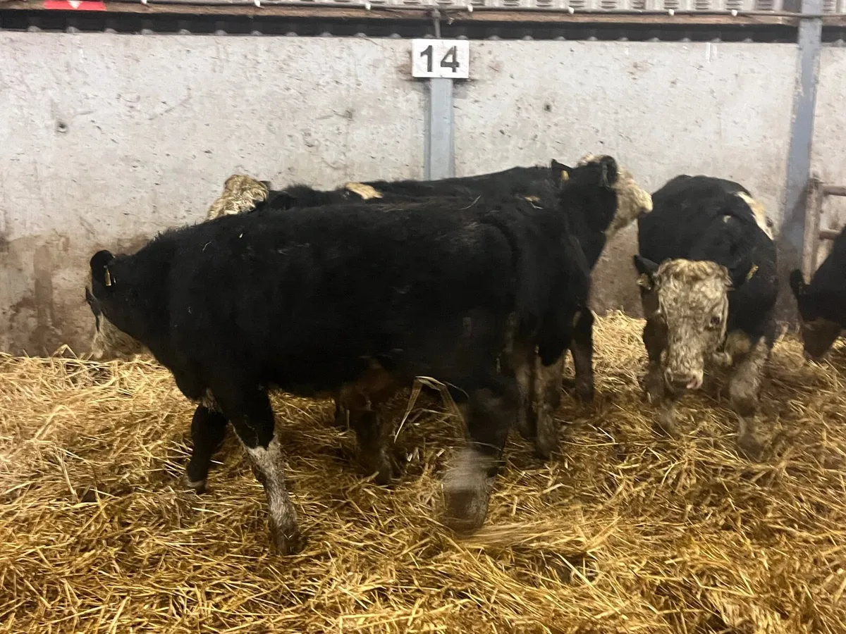 5 Super 320kg Hereford bullocks - Image 2