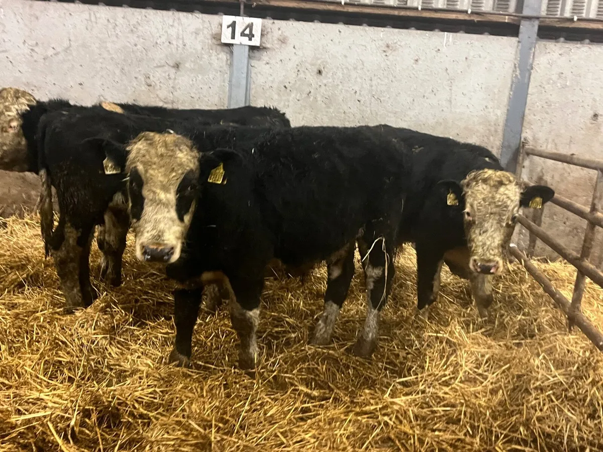 5 Super 320kg Hereford bullocks - Image 3