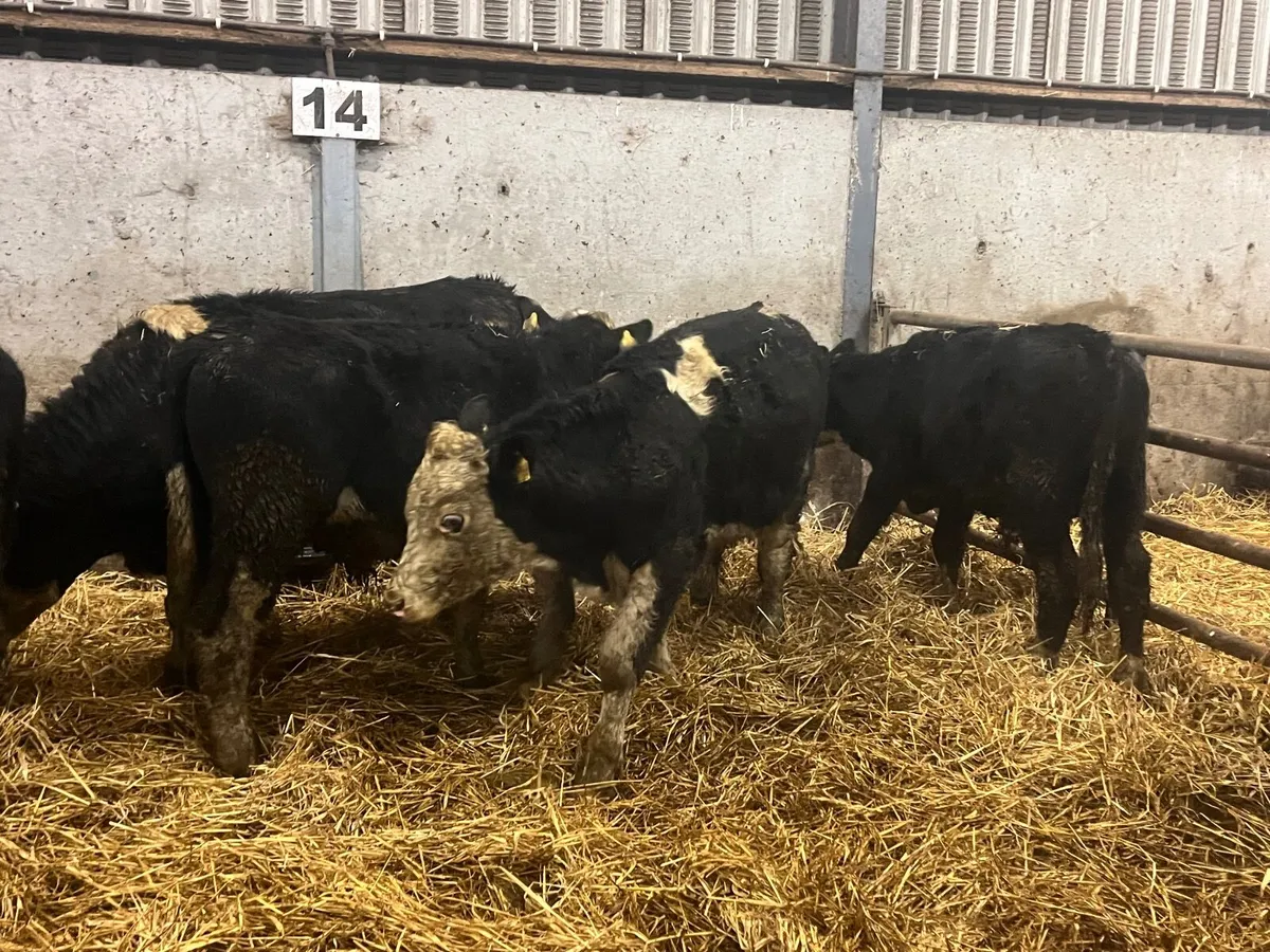 5 Super 320kg Hereford bullocks - Image 4