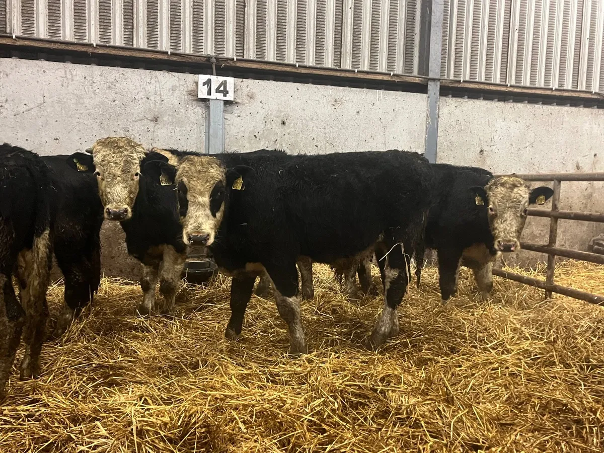 5 Super 320kg Hereford bullocks - Image 1