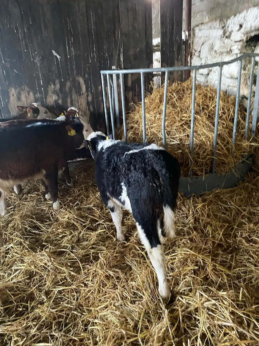 Strong calves - Image 1