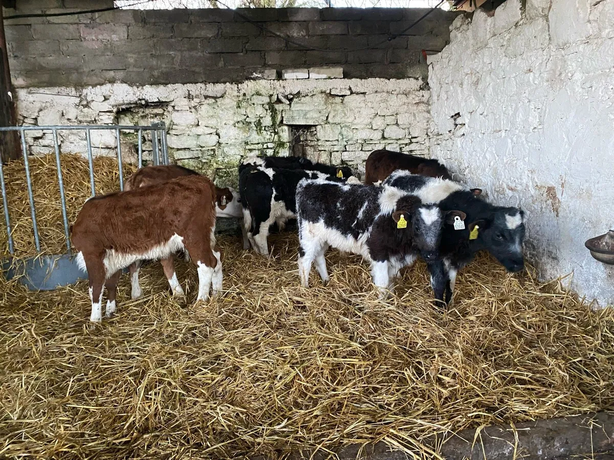 Strong calves - Image 2