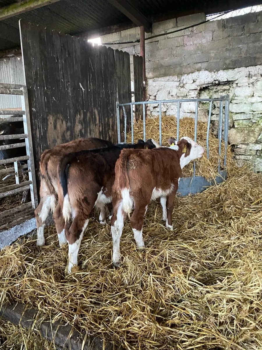 Strong calves - Image 3