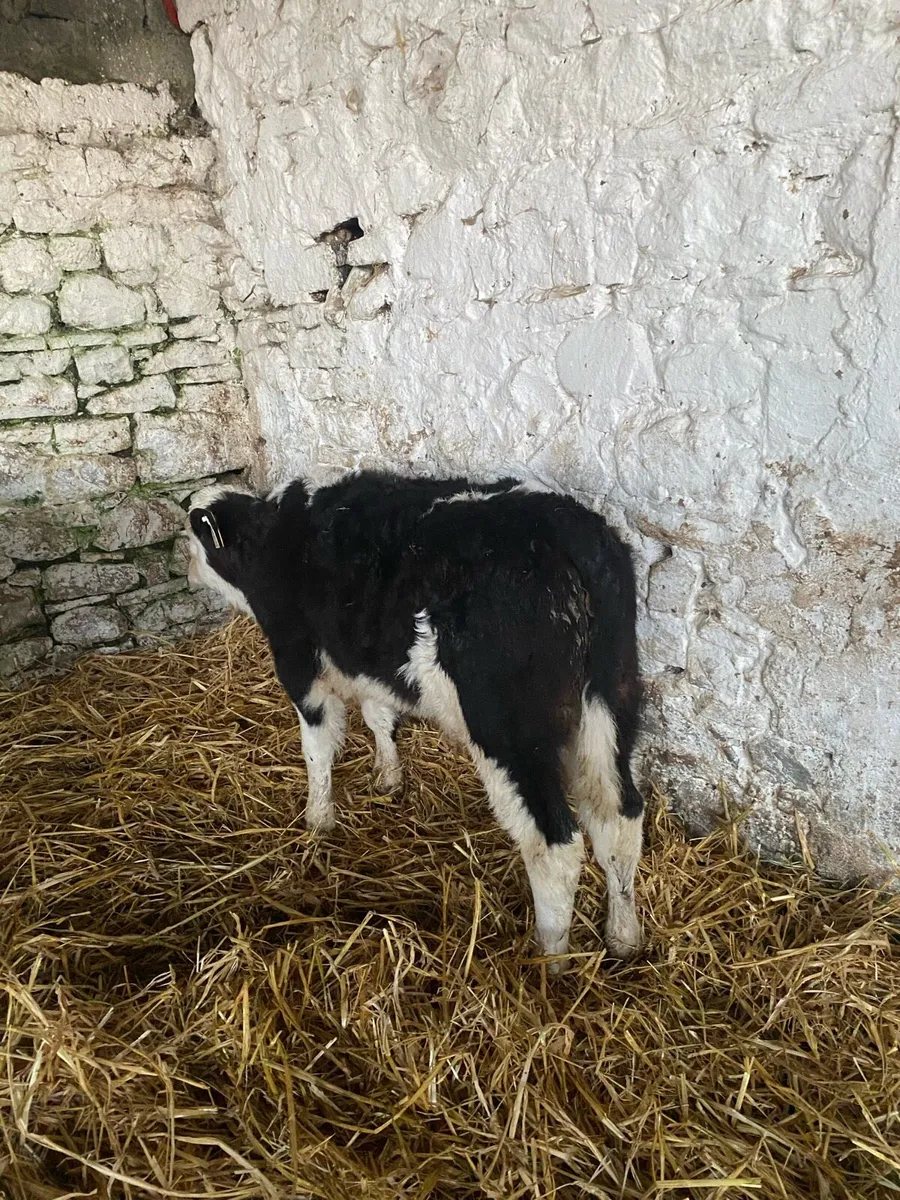 Strong calves - Image 4