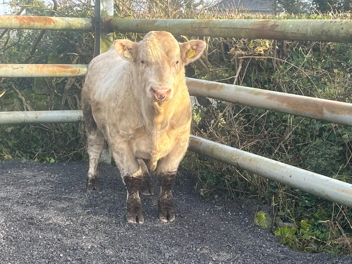 Easy calving pedigree Charolais bull - Image 1