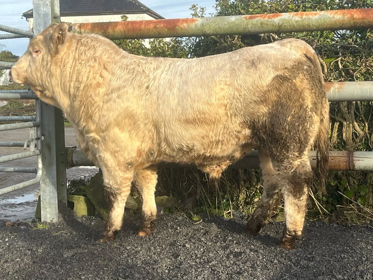 Easy calving pedigree Charolais bull - Image 2
