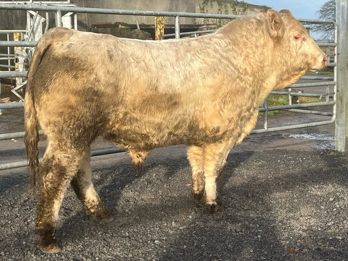 Easy calving pedigree Charolais bull - Image 3