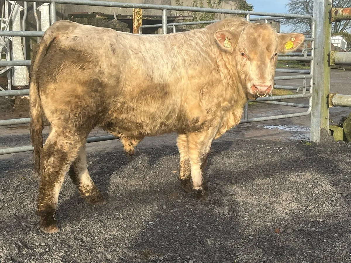 Easy calving pedigree Charolais bull - Image 4