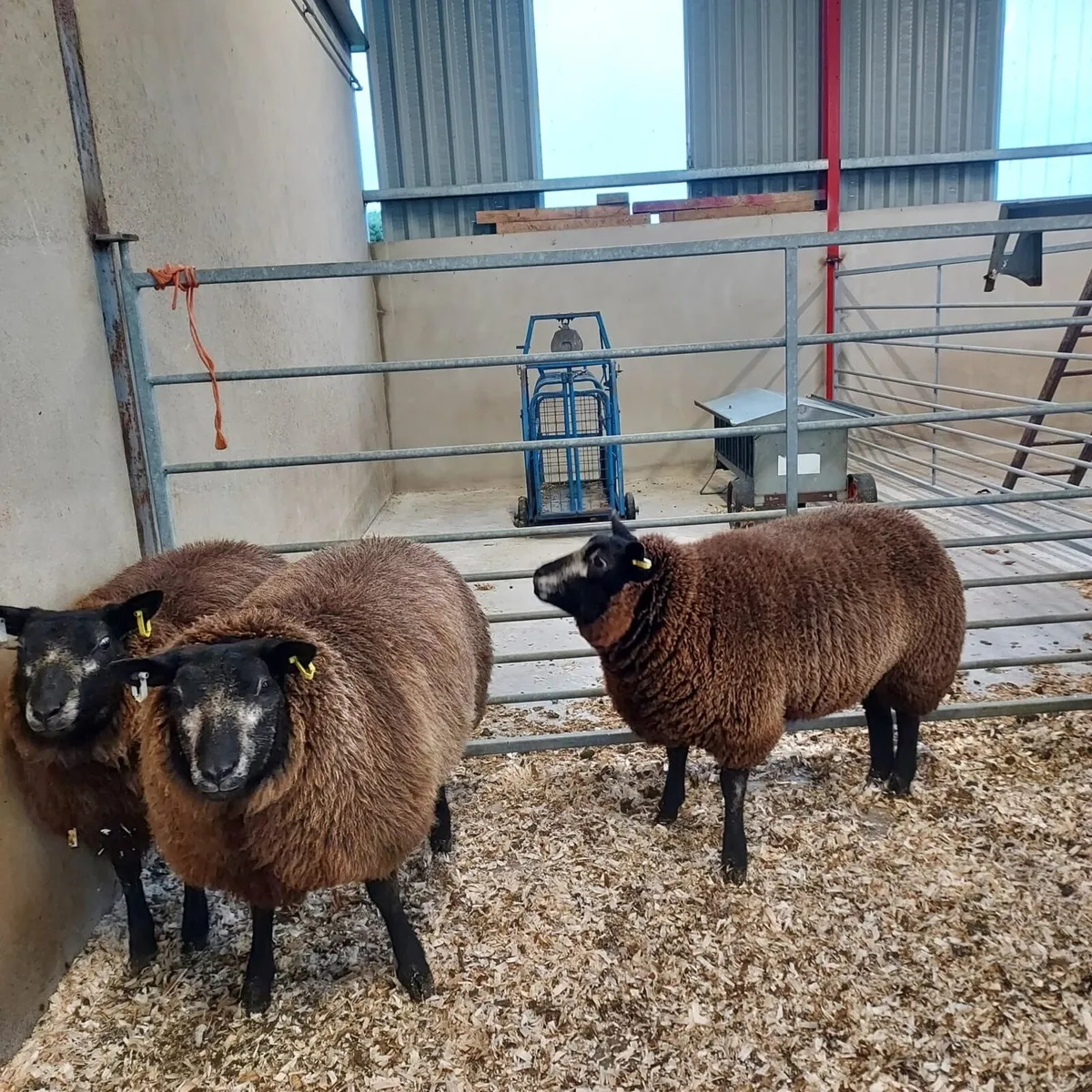 Pedigree Blue Texel Hogget Ewes - Image 3