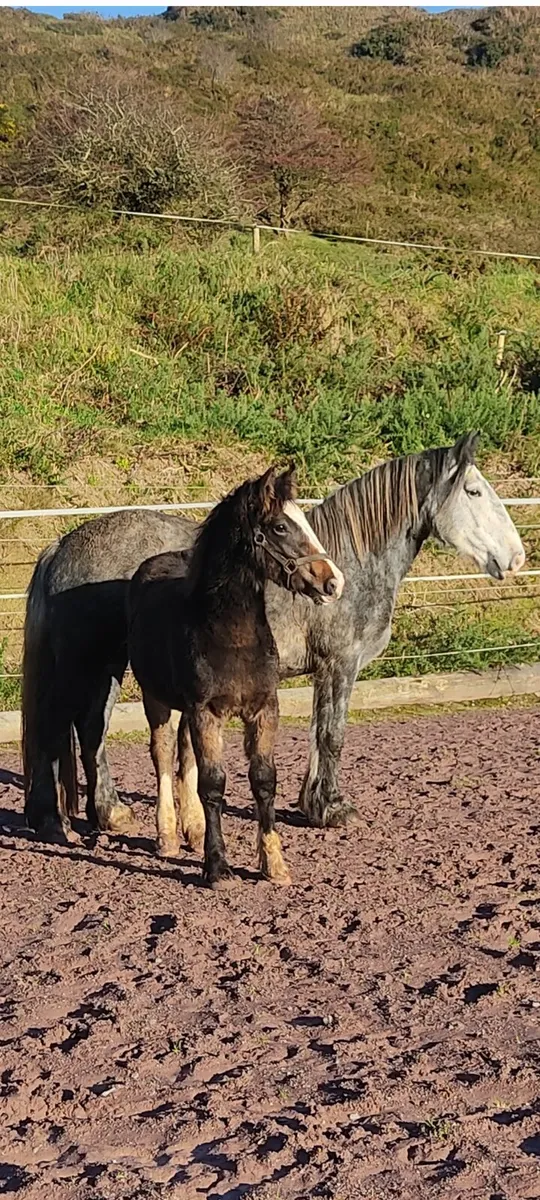 Dun hairy filly foal - Image 1