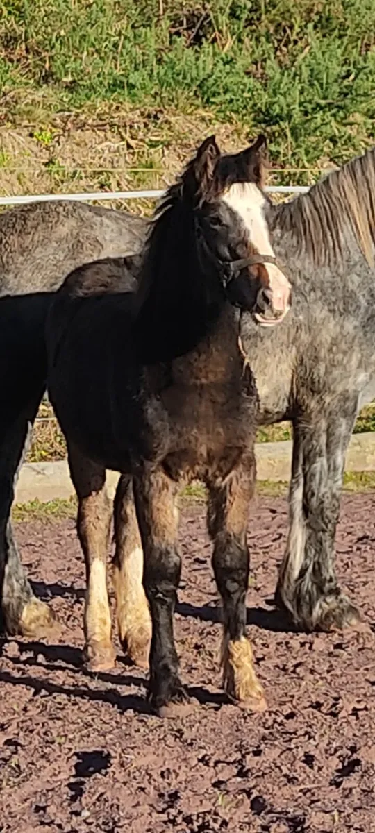 Dun hairy filly foal - Image 2