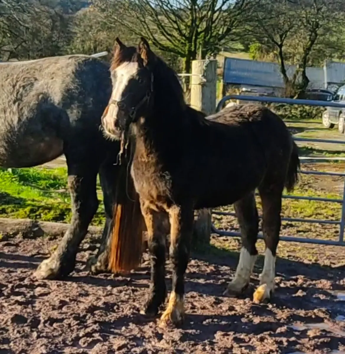 Dun hairy filly foal - Image 3