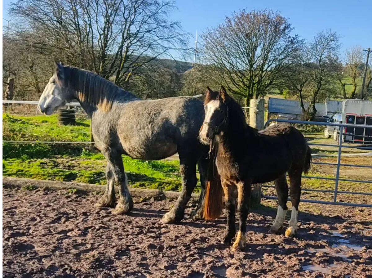 Dun hairy filly foal - Image 4