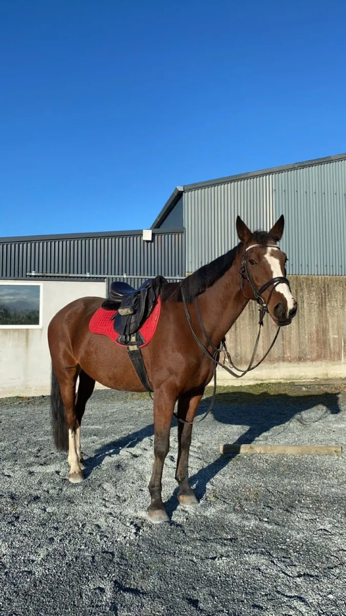 ⭐️15.2 ISH Gelding⭐️ - Image 3