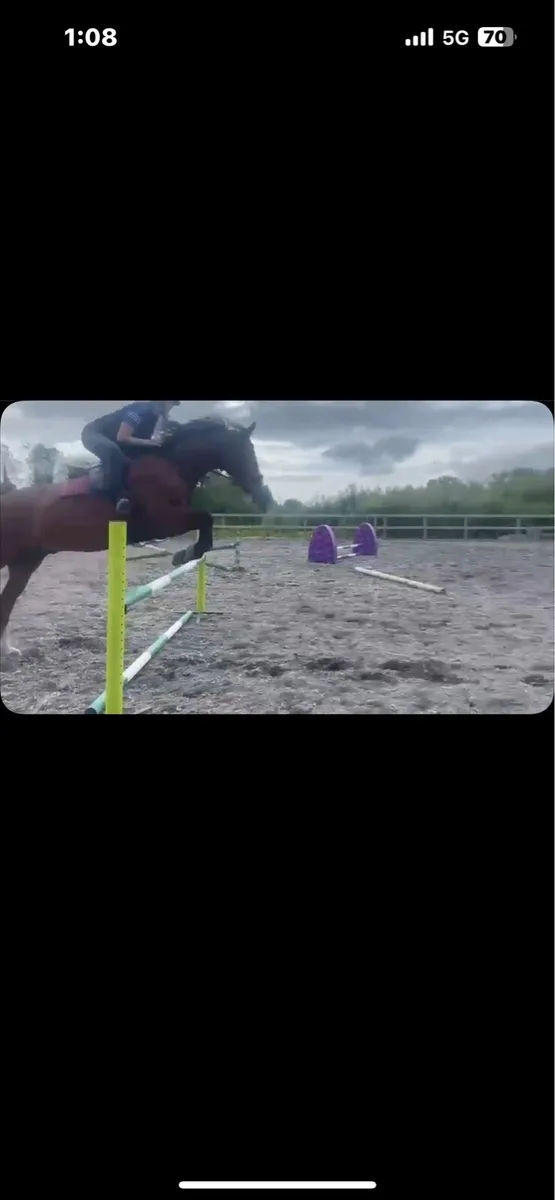 ⭐️15.2 ISH Gelding⭐️ - Image 4