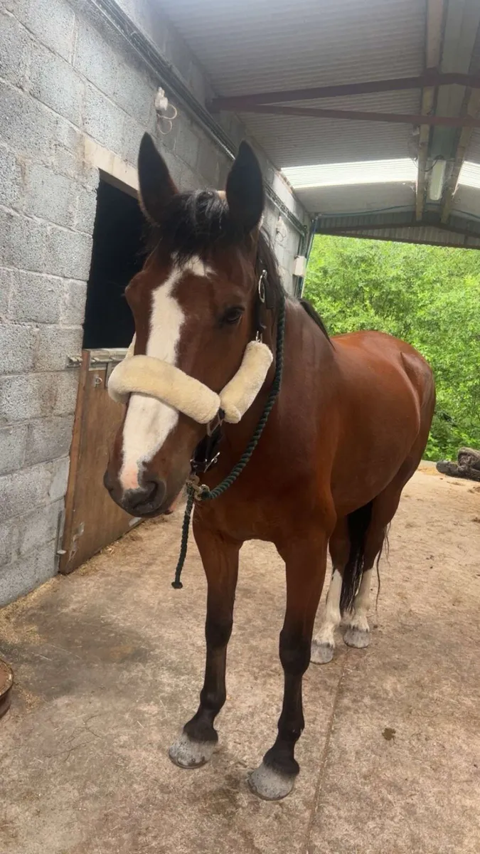 ⭐️15.2 ISH Gelding⭐️ - Image 2