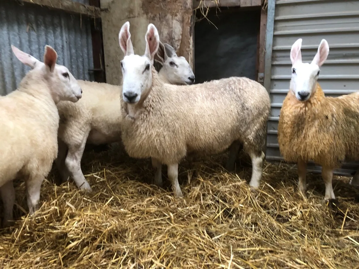 Border Leicester - Image 2