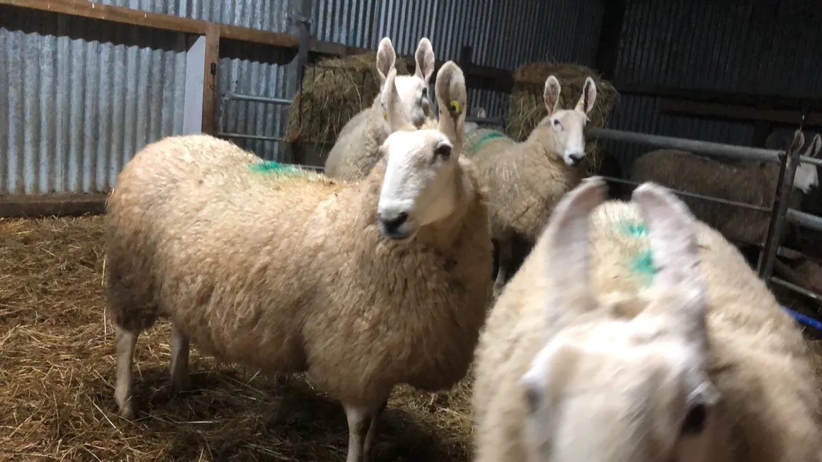 Border Leicester - Image 3