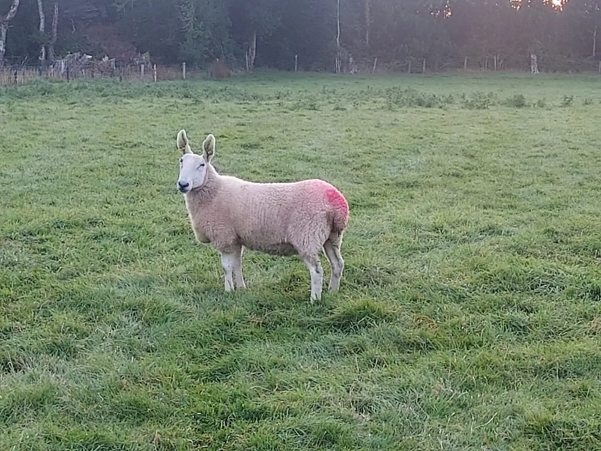 Border Leicester - Image 4