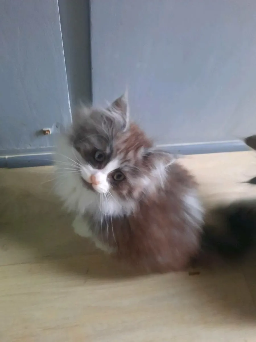 Maine coon× ragdoll - Image 2