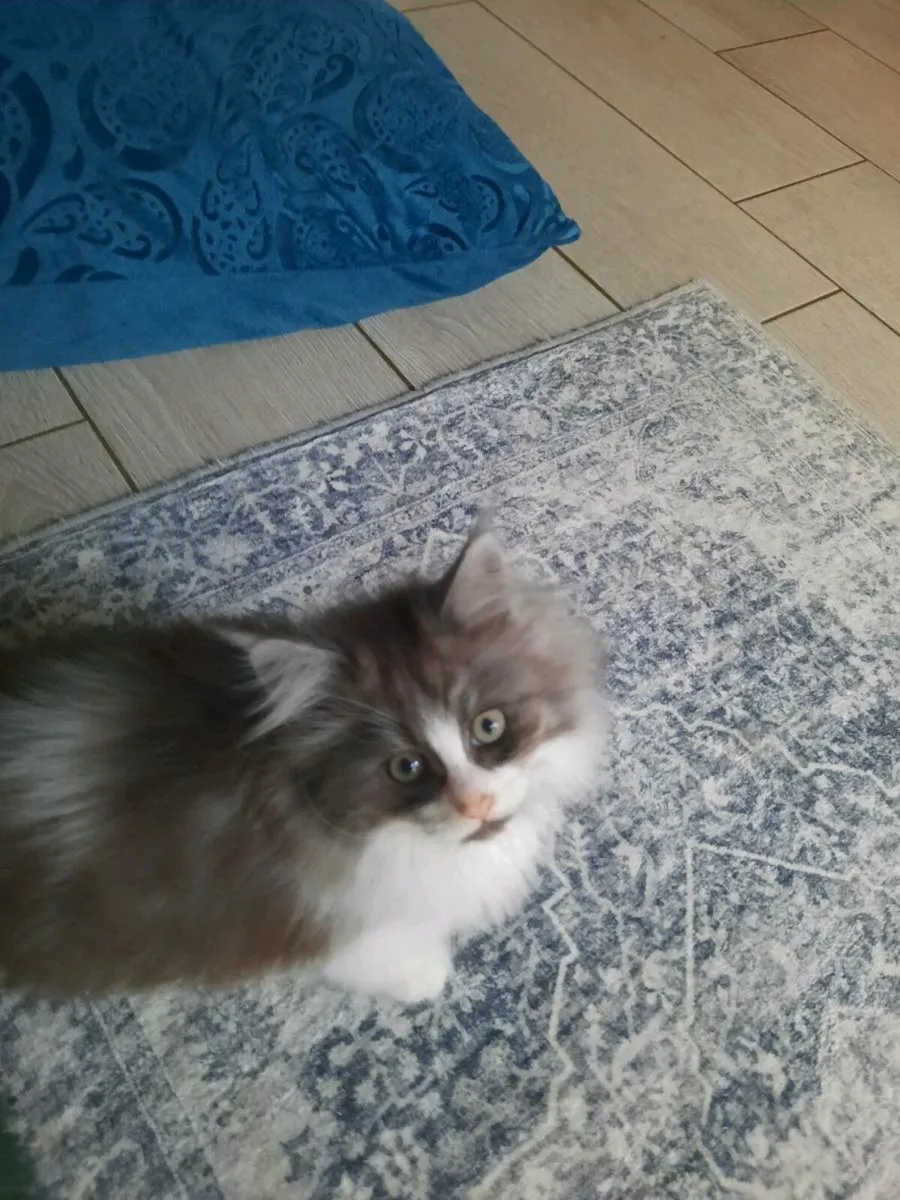 Maine coon× ragdoll - Image 3
