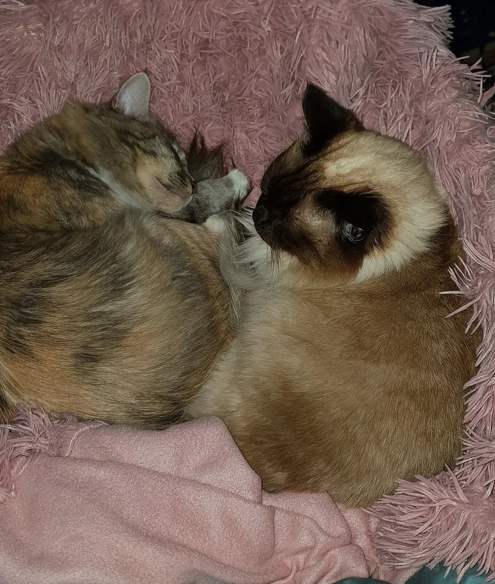 Lap Cat - Young RagCoon cat - nearly 2 ❤️ - Image 3