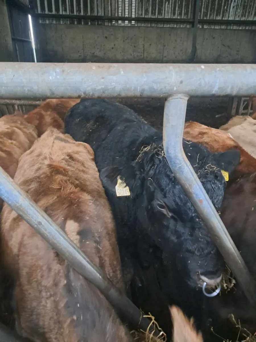 Hereford  and Angus bull - Image 1