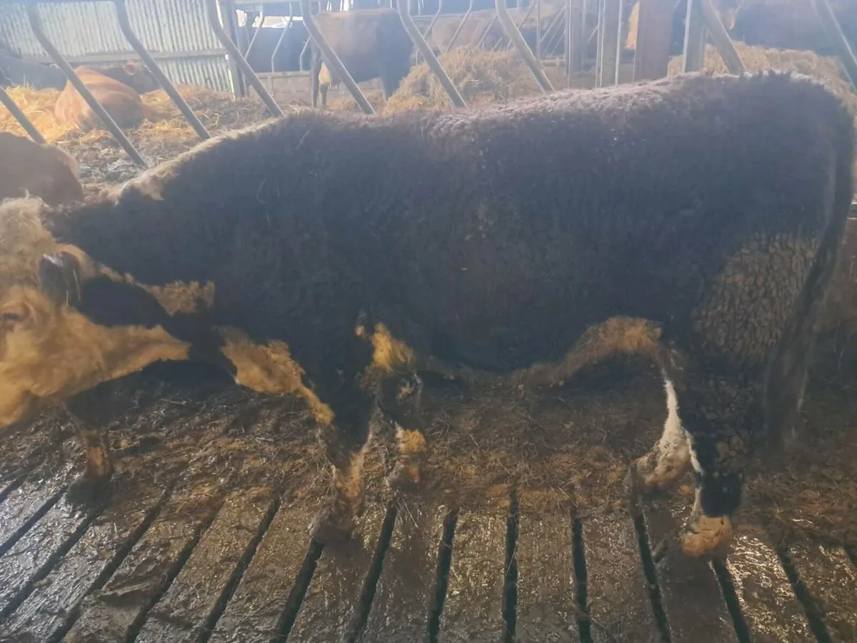Hereford  and Angus bull - Image 2