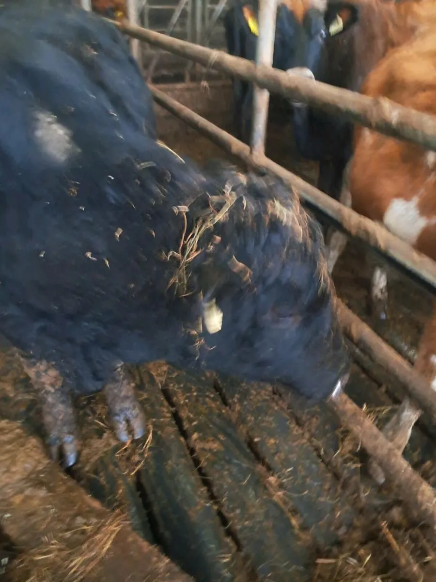 Hereford  and Angus bull - Image 3