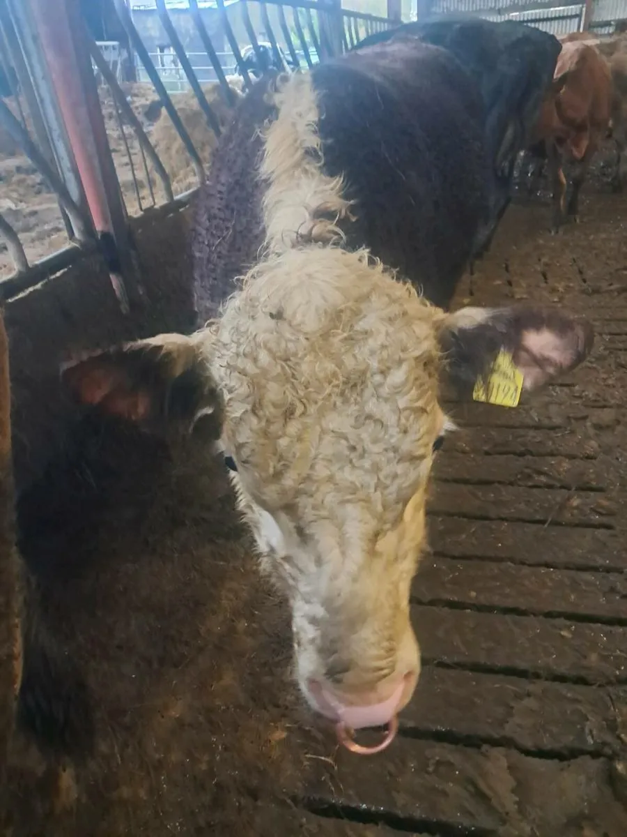 Hereford  and Angus bull - Image 4