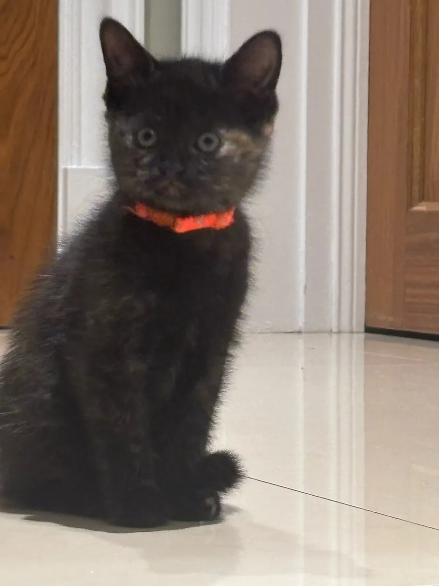 Beautiful Kittens *can deliver* last 2 - Image 1