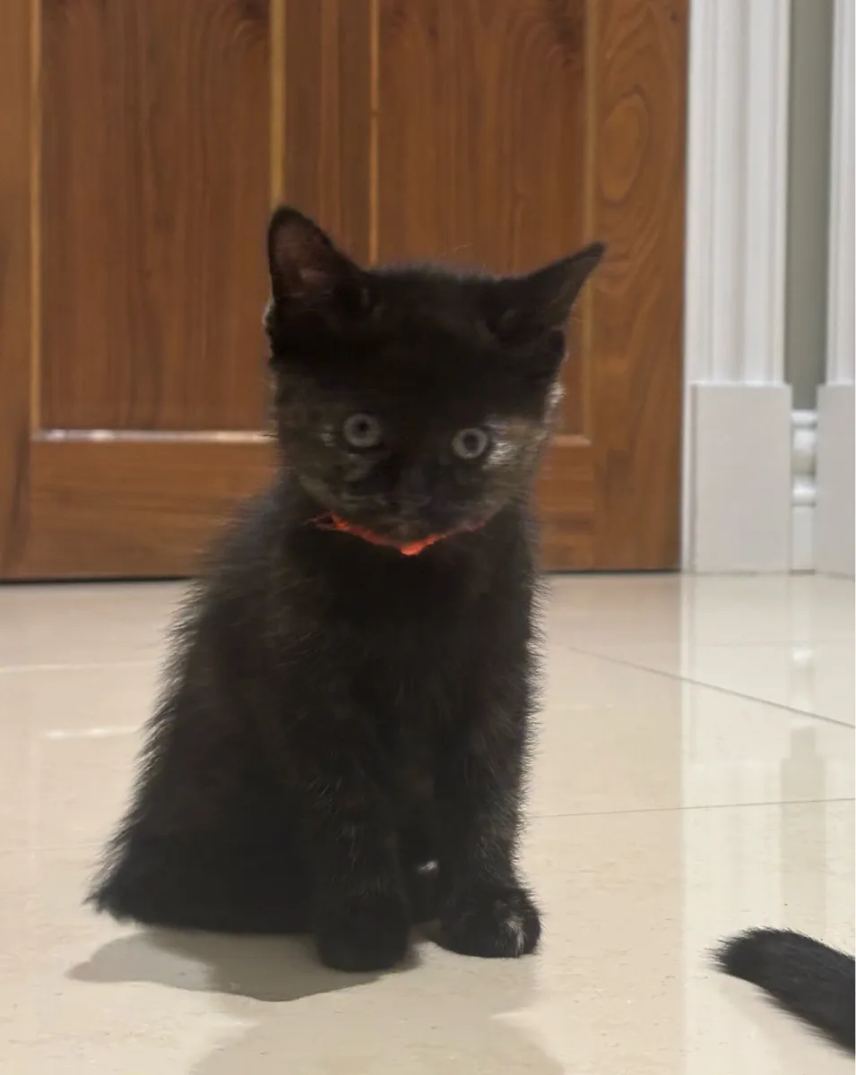 Beautiful Kittens *can deliver* last 2 - Image 3