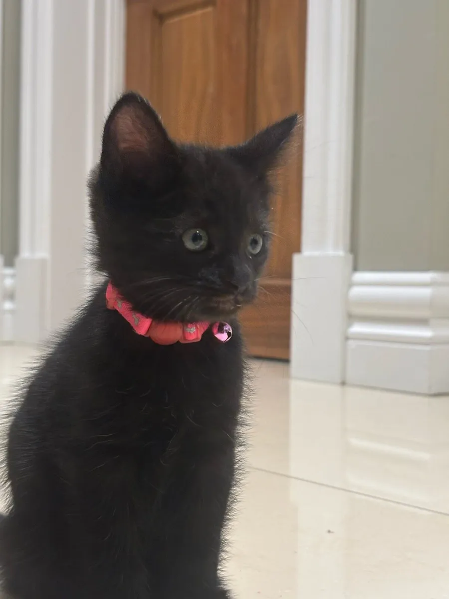 Beautiful Kittens *can deliver* last 2 - Image 4