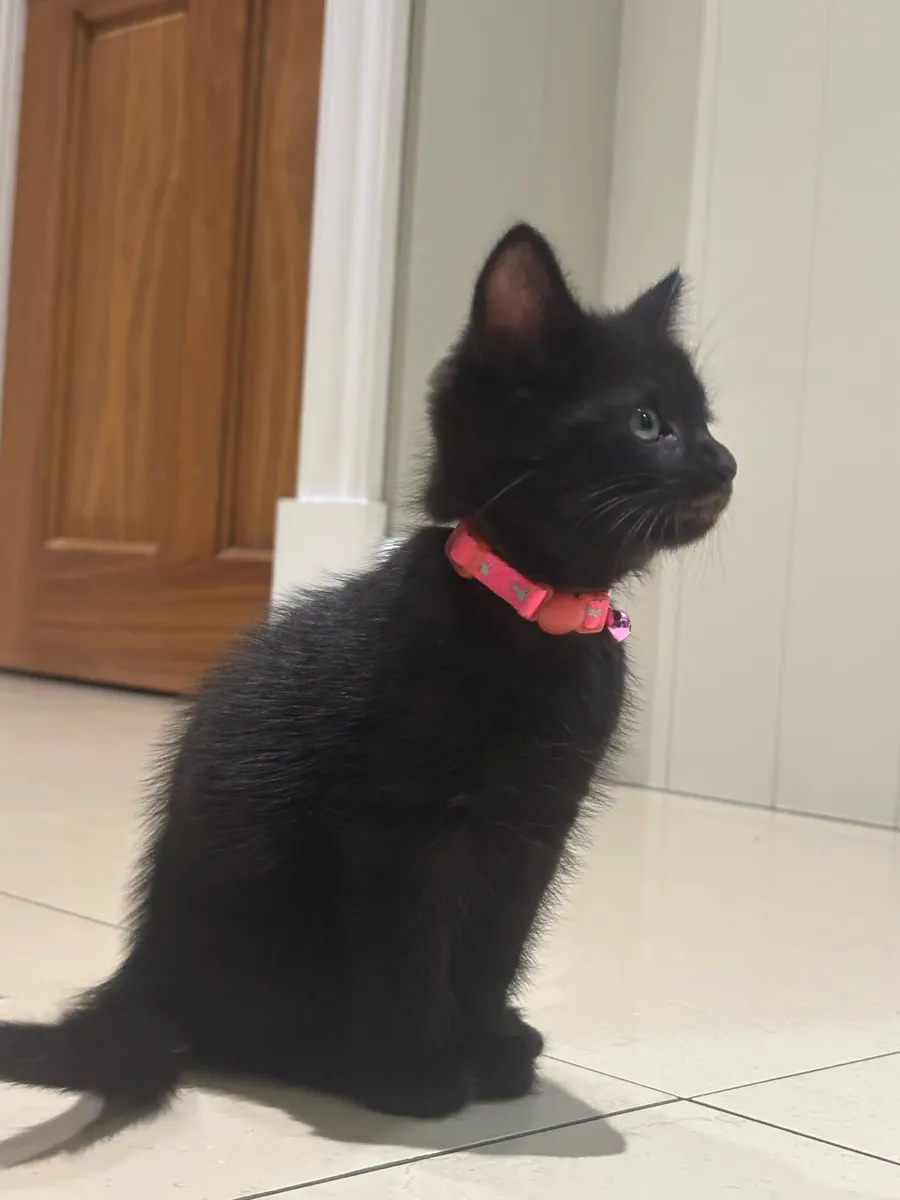 Beautiful Kittens *can deliver* last 2 - Image 2