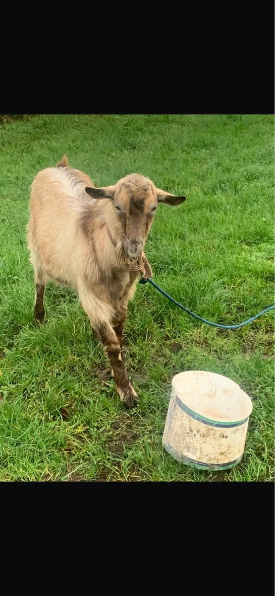 Toggenburger Puck Goat - Image 1