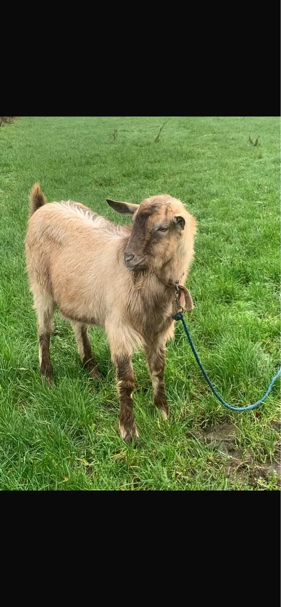 Toggenburger Puck Goat - Image 2