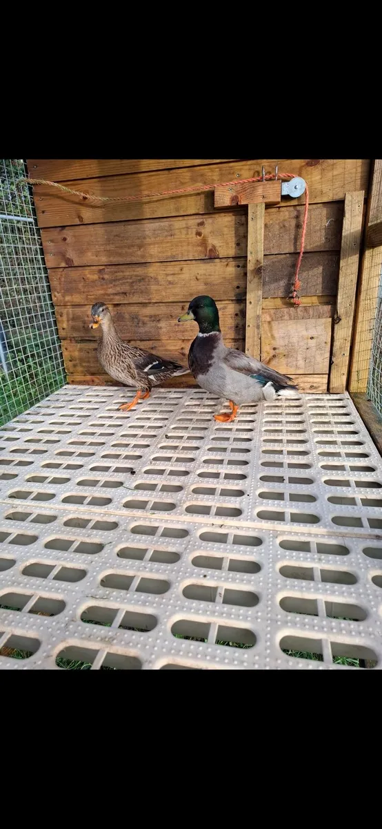 Call ducks call ducks pens - Image 1