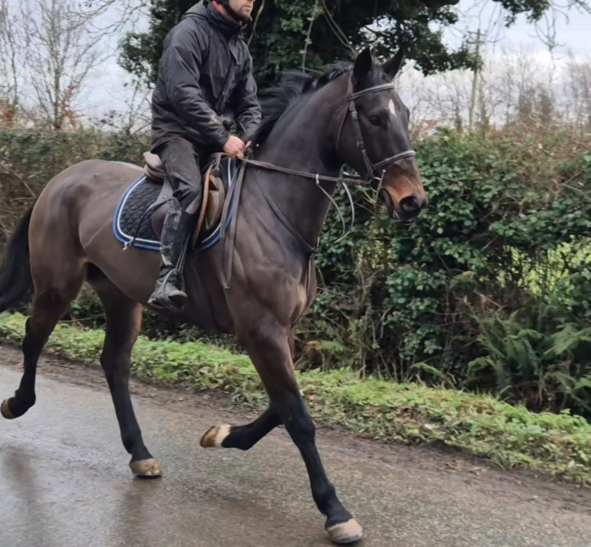 165 cm TIH gelding - Image 2