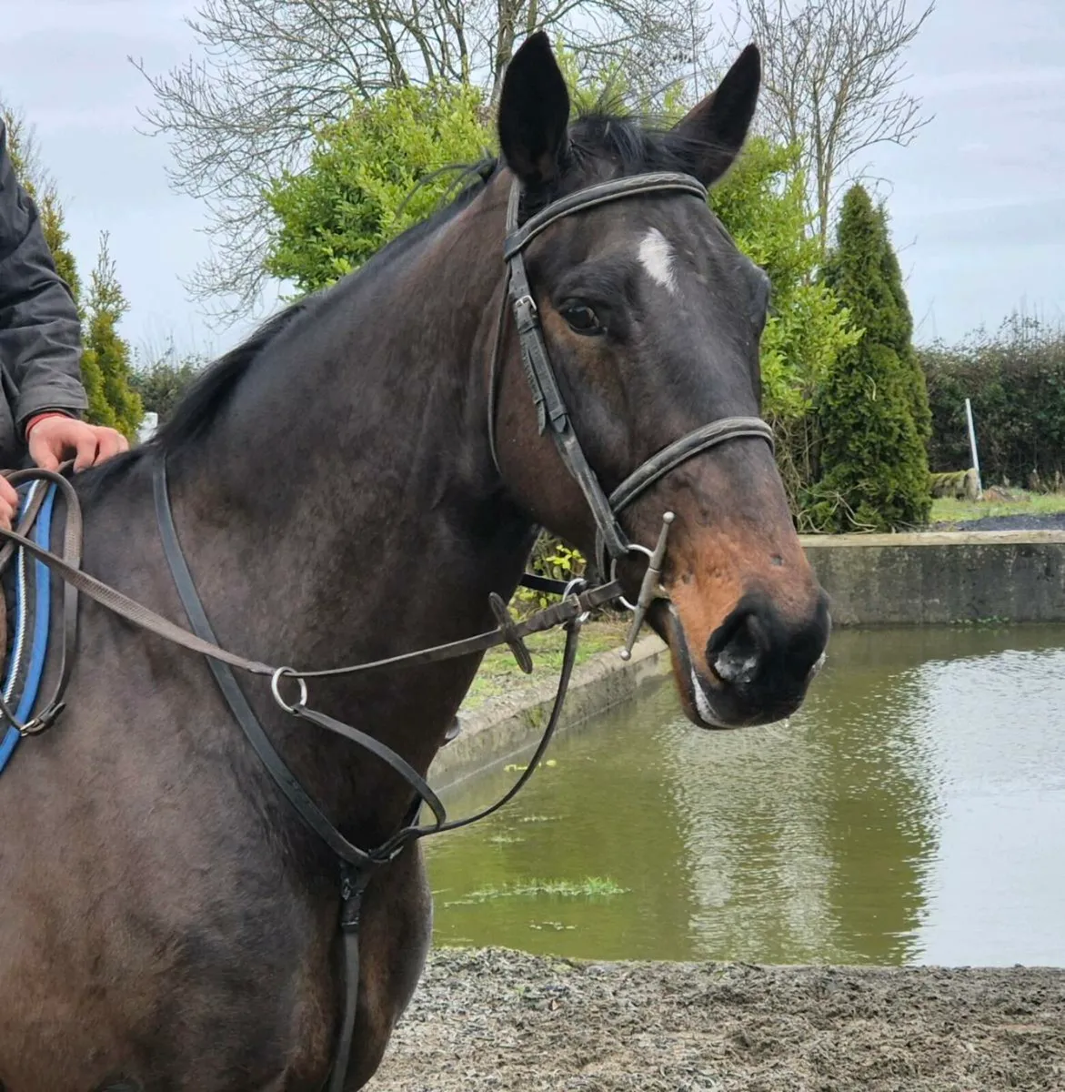 165 cm TIH gelding - Image 1