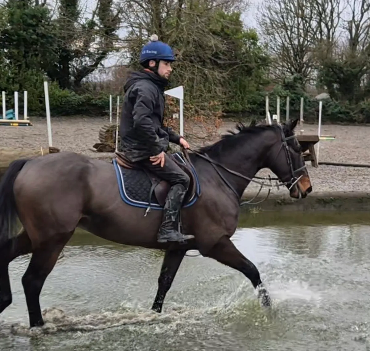 165 cm TIH gelding - Image 3