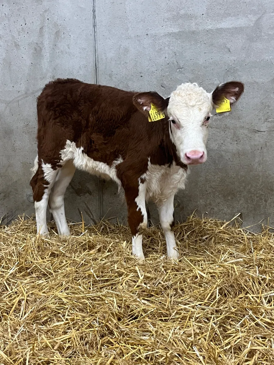 2 Hereford & Limousine Heifer Calves - Image 3