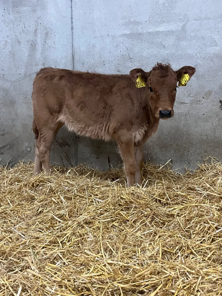 2 Hereford & Limousine Heifer Calves - Image 4