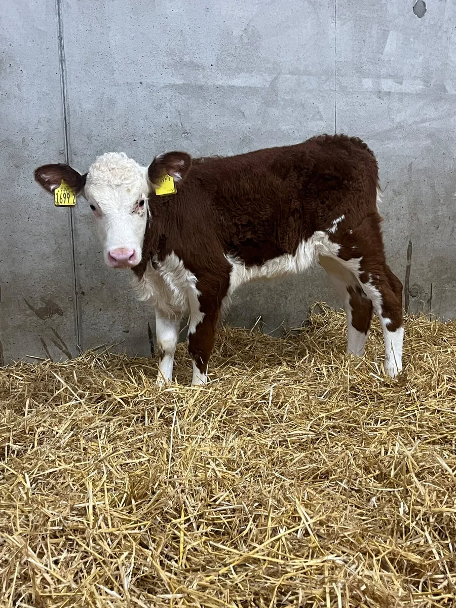 2 Hereford & Limousine Heifer Calves - Image 1